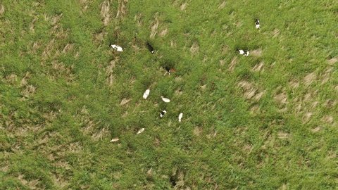 Aerial View of Cattle Grazing in Green Meadow