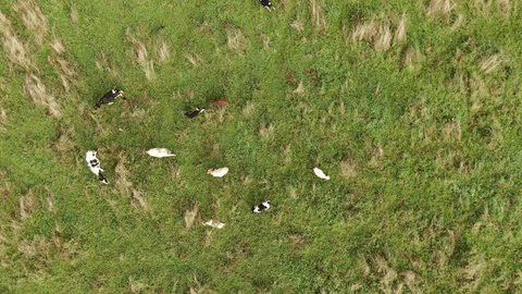 Aerial View of Cows Grazing in Green Meadow