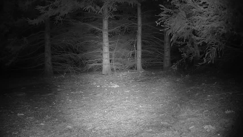 Black and white infrared trail camera footage captures a striped skunk with glowing eyes scampering through a dark conifer forest while scavenging for food near tree trunks.
