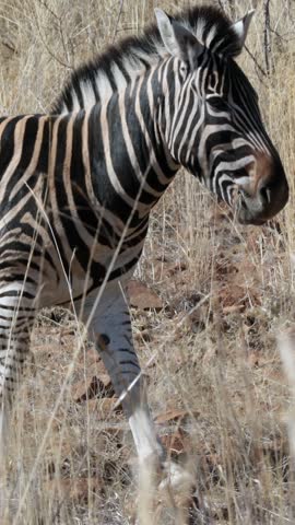 Zebra grazing on the plains in high quality 4k format