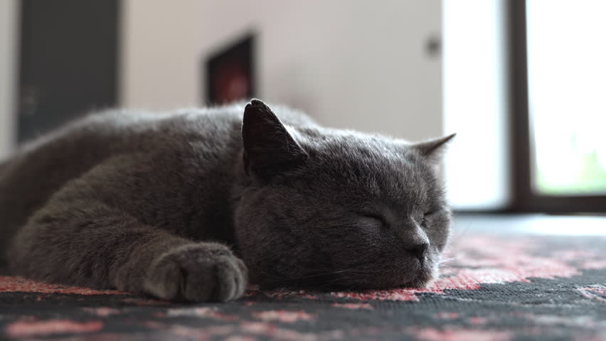 Adorable grey British Shorthair cat yawning while being caressed by its owner