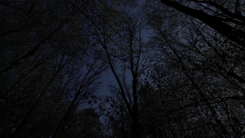 a stars and clouds floating in the night forest