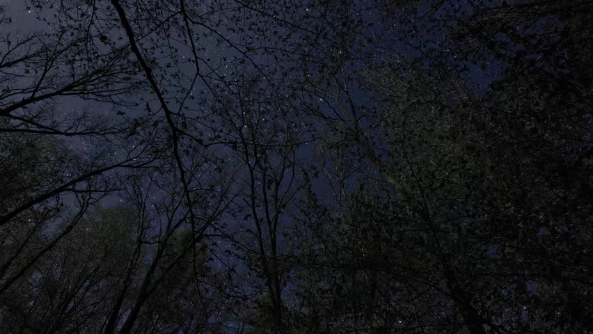 a stars and clouds floating in the night forest