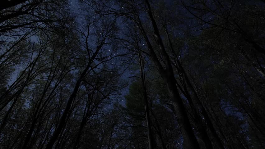 a stars and clouds floating in the night forest