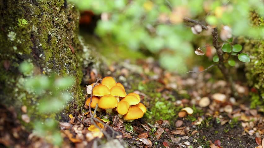 Mushrooms growing on mossy tree, surrounded by fallen leaves, forest floor.