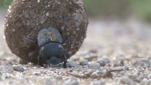 close up of dung beetle rolling his nest to a location.