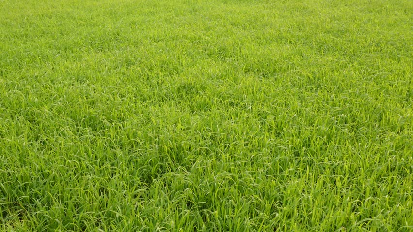 Summer Lush Green Grass Meadow