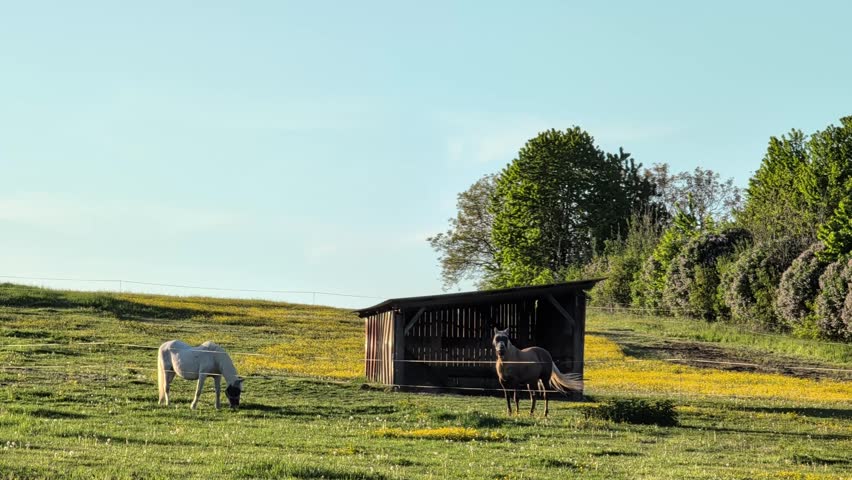 Two horses, a gray and a white one, are seen grazing in a lush green field near a wooden shelter, surrounded by trees and flowers. Golden hour lightning, sunset b-roll