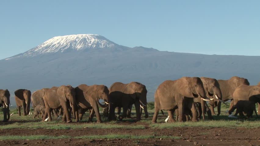 close up of elephants under the mighty kilimanjaro