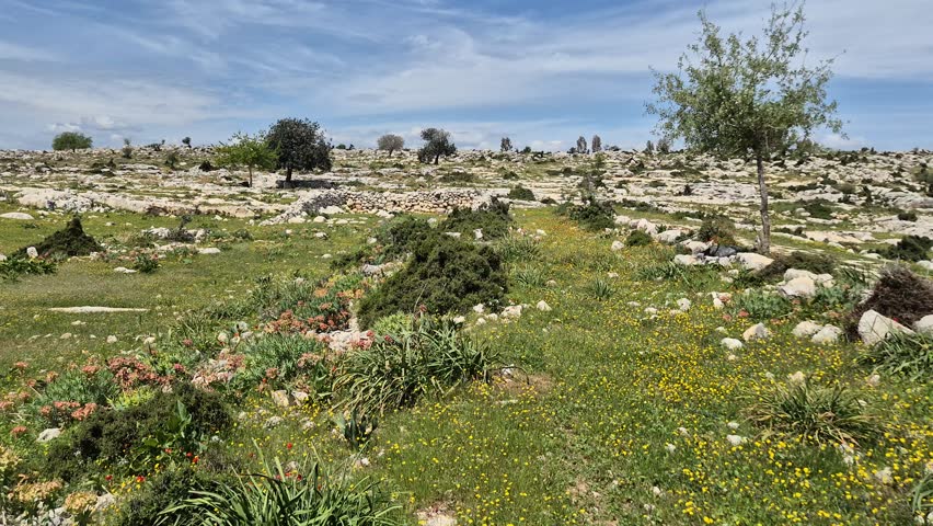 Walking Through a Meadow with Yellow Flowers and Poppies on rocky mountain