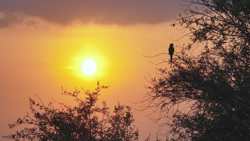 Parakeet silhouette perched on acacia tree branch against golden sunset sky with orange and pink gradient clouds. Slow drone shot captures the bird