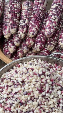 Vertical view of stacked multicolored Ruby Queen corn cobs displayed on a market stall beside a bowl of separated kernels. Heirloom maize, local agriculture.