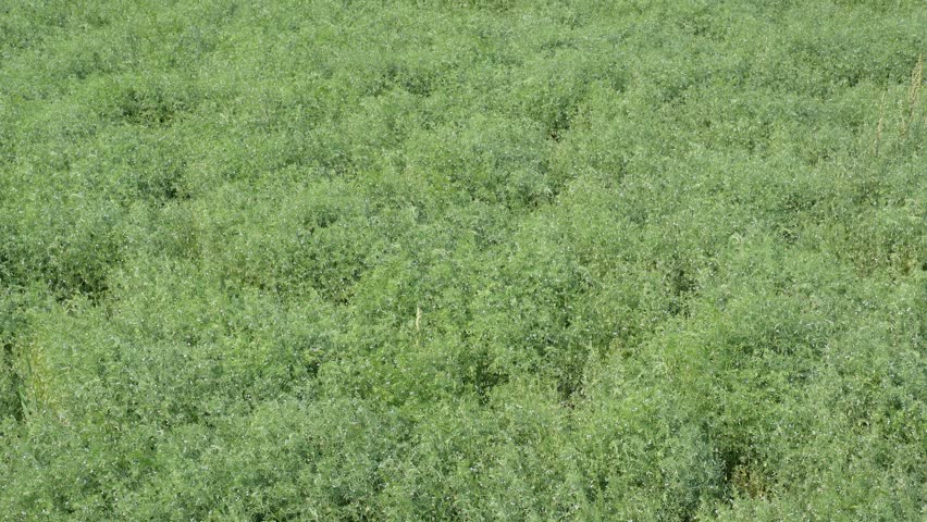 Lush Green Meadow Field in Growth