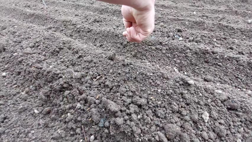 Close-up of a hand sowing small seeds into a garden furrow