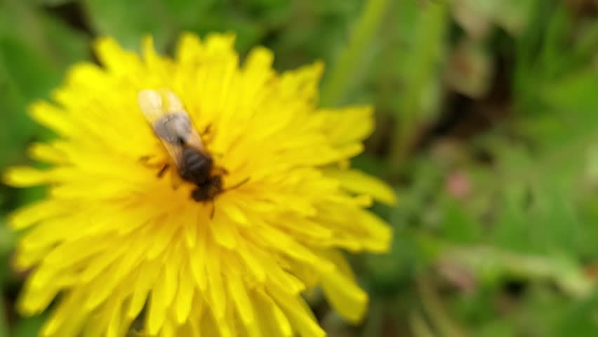 Honey bee collecting pollen on a bright yellow dandelion flower