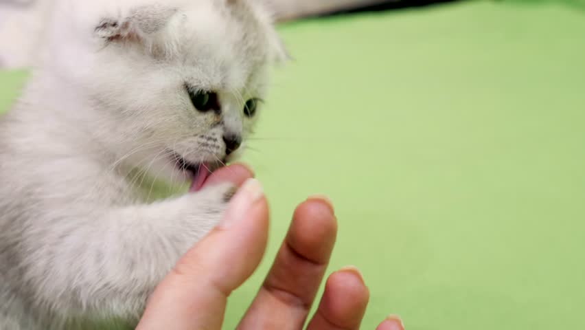 Tiny white Scottish Fold kitten with grey tipped ears and dark eyes gently bites and nibbles on a human finger over a bright green fabric background.
