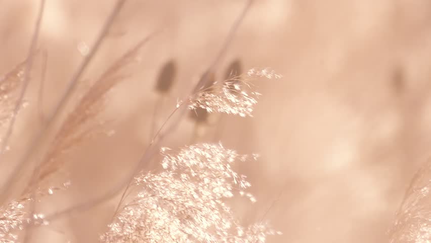 Dreamy sepia poppy seed pods swaying gently in warm cinematic light - nature b-roll footage