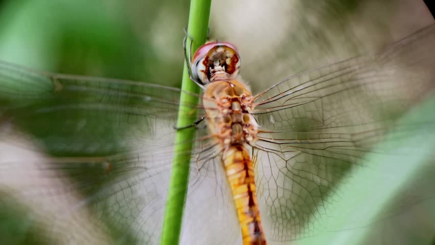 Ciwet dragonflies (pantala flavescens) were taken using the macro method

