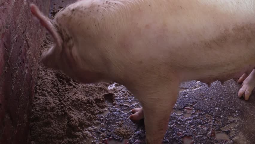 Pig Standing in Muddy Farm Enclosure