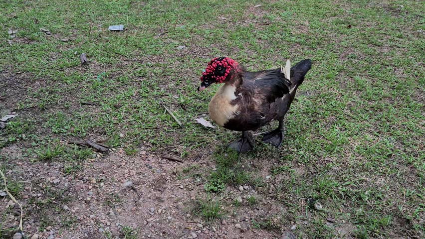 Single Muscovy duck moving and foraging on grass in a peaceful rural village setting with natural countryside surroundings.