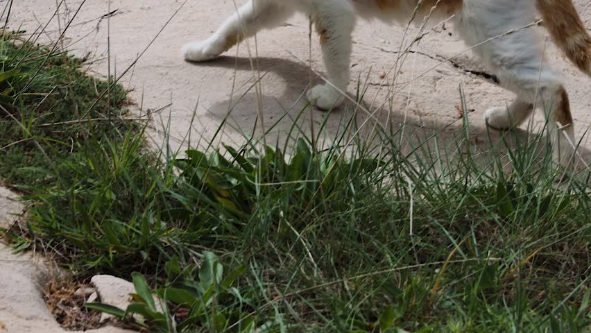 Ginger and white cat walking across sandy ground with grass patches, then sitting and looking toward the camera. 
