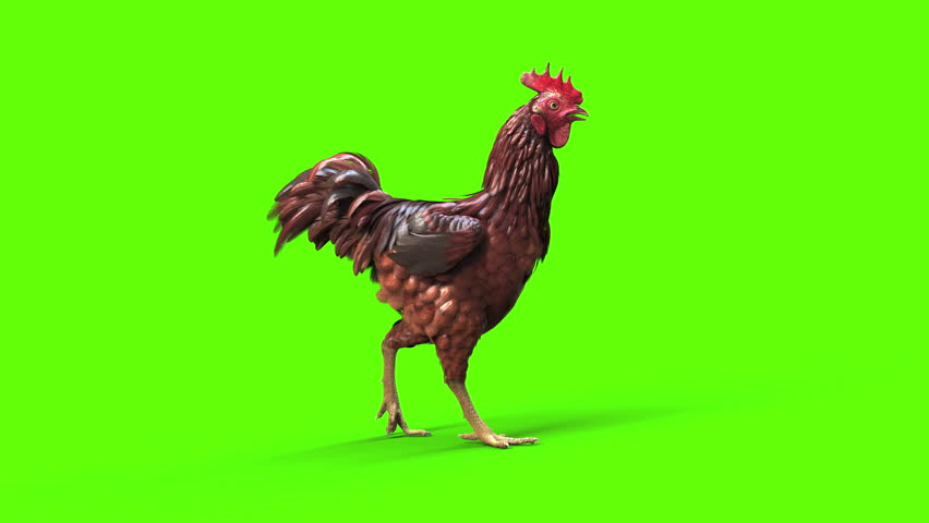 High-quality 3D rendered illustration motion of a realistic brown rooster. The farm animal is isolated on a bright chroma key green background, making it perfect for easy extraction, compositing.