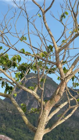 Tree with bare branches and green leaves in a natural landscape.