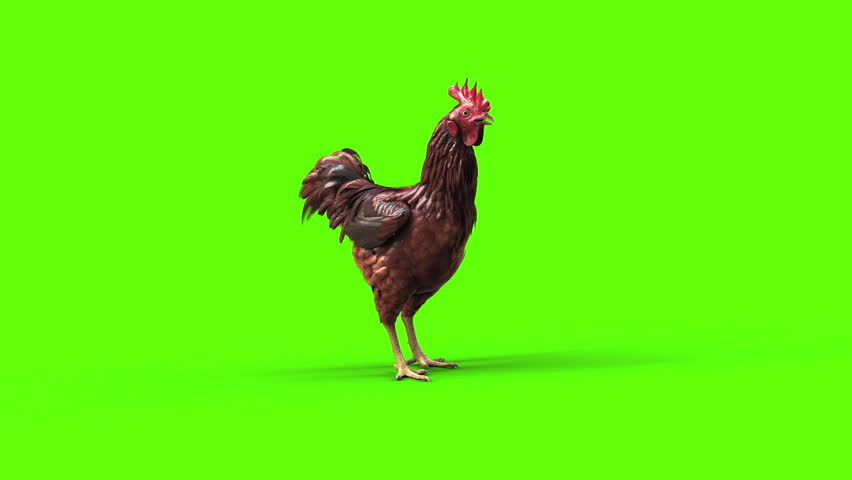 High-quality 3D rendered illustration motion of a realistic brown rooster. The farm animal is isolated on a bright chroma key green background, making it perfect for easy extraction, compositing.