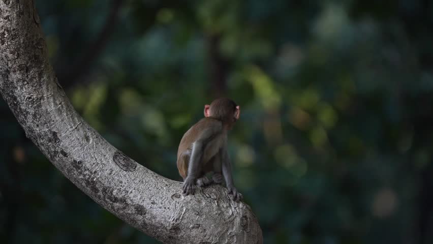 Rhesus macaque baby calling the mother on a tree branch in an Indian national park. Foreground focus and slow motion jump 