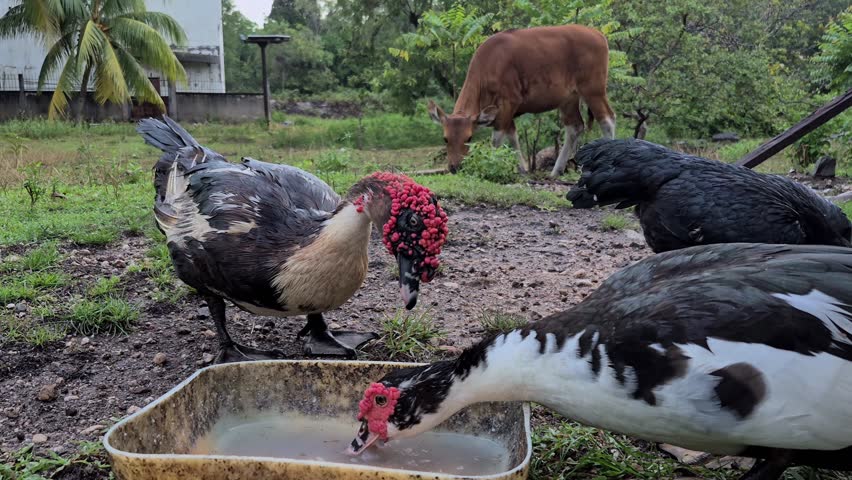 Slow motion of ducks drinking water from a container with a cow grazing in the background in a rural setting.