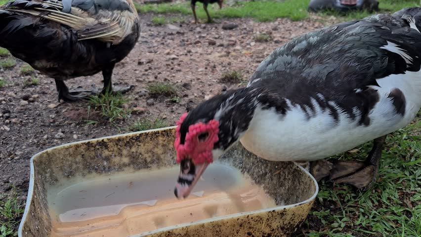 Slow motion of a muscovy duck drinking water from a container and then shaking its head in a rural outdoor setting.