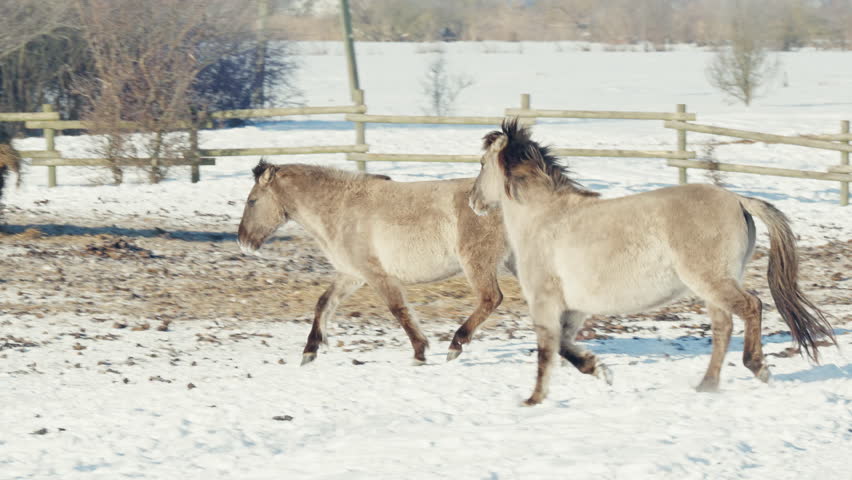 Two dun-colored Konik horses trot through the snow to join a large herd feeding on round hay bales in a winter enclosure. Bright sunny winter day
