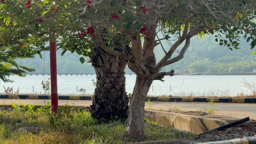 A tree with red flowers near a waterfront road.
