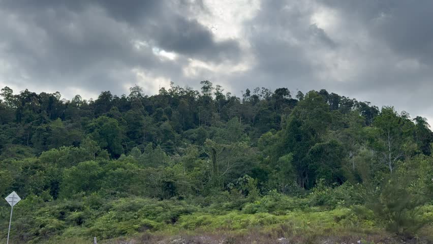 A forest landscape with trees and bushes on a hill under a cloudy sky.