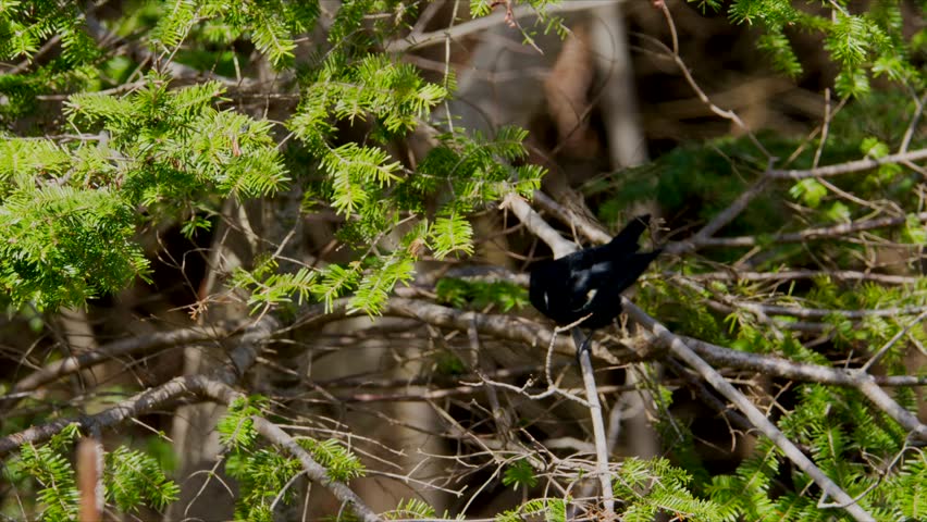 agelaius phoeniceus Male Red Winged Blackbird Sitting On Branch In Wetland Nova Scotia Canada Bright Orange Shoulder Patch Feeding Bird Observing Territory Wildlife Scene 4K