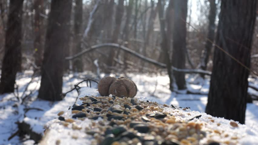 Cute tit birds pecking food from open feeding trough at snowy forest. Beautiful tomtits eating meal from wood feeder at sunny snow woodland. The scene captures care for wildlife and harmony of nature