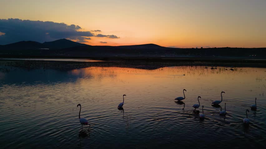 Silhouettes of flamingos flying over the lake at sunset