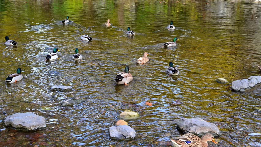 Male and female mallard ducks (Anas platyrhynchos) rest, forage, and swim in a small river in the area of Edinburg, Virginia, USA