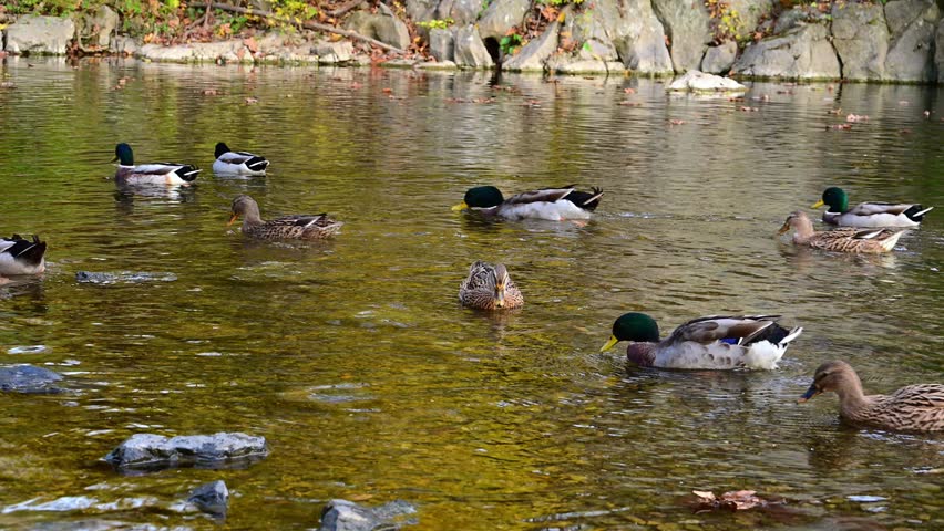 Mallard ducks Anas platyrhynchos rest, forage, and swim in a small river in the area of Edinburg, Virginia, USA