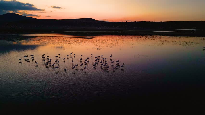 Silhouettes of flamingos flying over the lake at sunset
