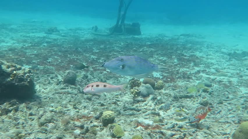 Tropical spotted fish (Aluterus scriptus, scrawled filefish) swimming in the shallow sea with other marine life. Underwater video from scuba diving, sea exploration. Wildlife in the tropical ocean.