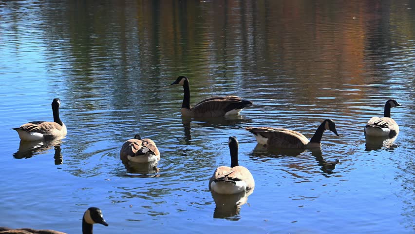 Crossville, Tennessee, USA, Canadian geese Branta canadensis swim in autumn near the shore of the reservoir close to the historic Byrd Creek Dam located at Cumberland Mountain State Park.