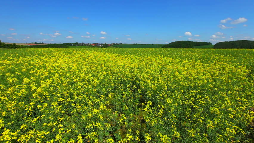 field of rapeseed plant for green energy
