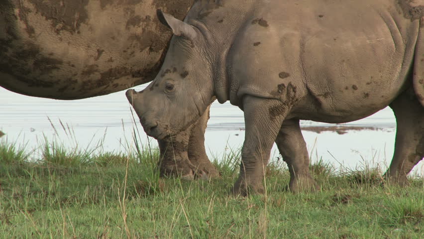 close up of white rhino  with a juvenile beside lake nakuru.