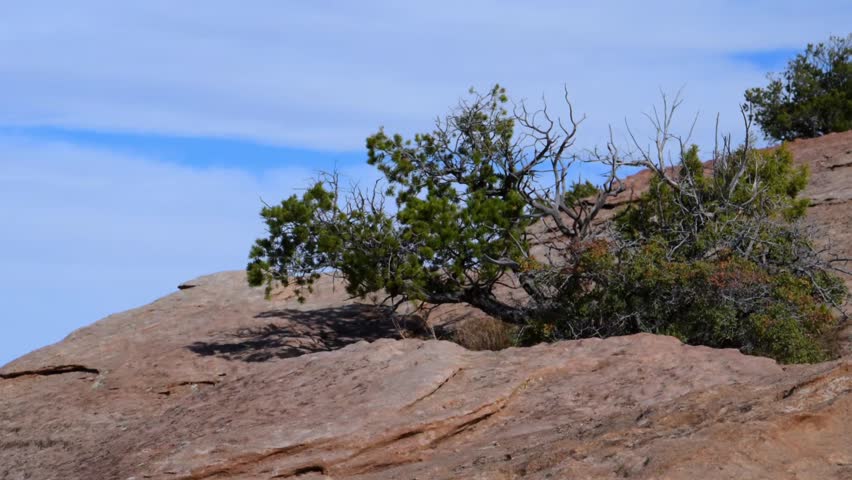 A desert Landscape of Canyon de Chelly National Monument. The area features hardy desert brush and small trees, including juniper, cedar, and pinyon pine. The ground is rocky, characterized by exposed sandstone and arid soil.