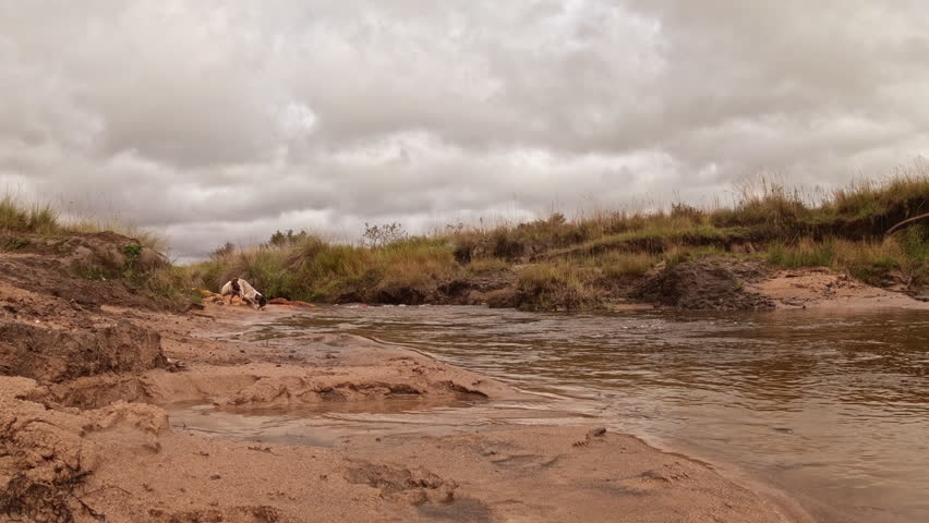 Slow motion muddy river stream flowing through natural landscape on an overcast day, cloudy sky and flowing water in rural environment