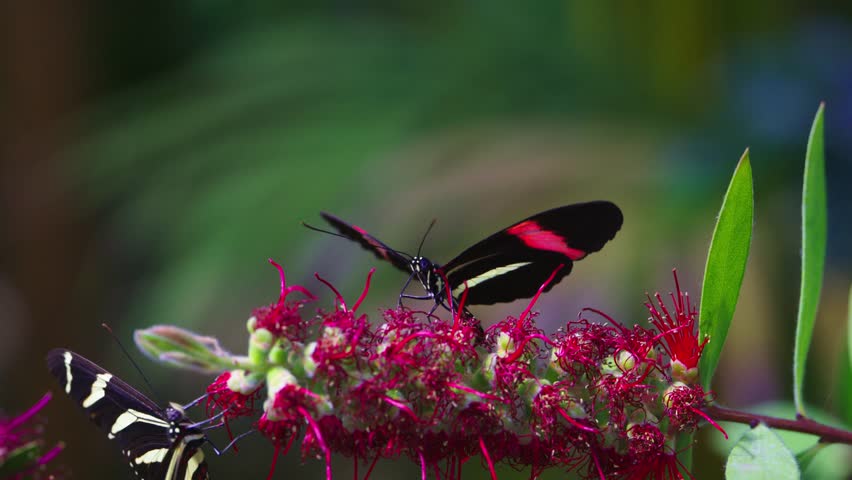 Tropical Butterflies Feeding on Vibrant Red Blossoms. Heliconius Butterflies Feeding on Red Bottlebrush Flowers.
