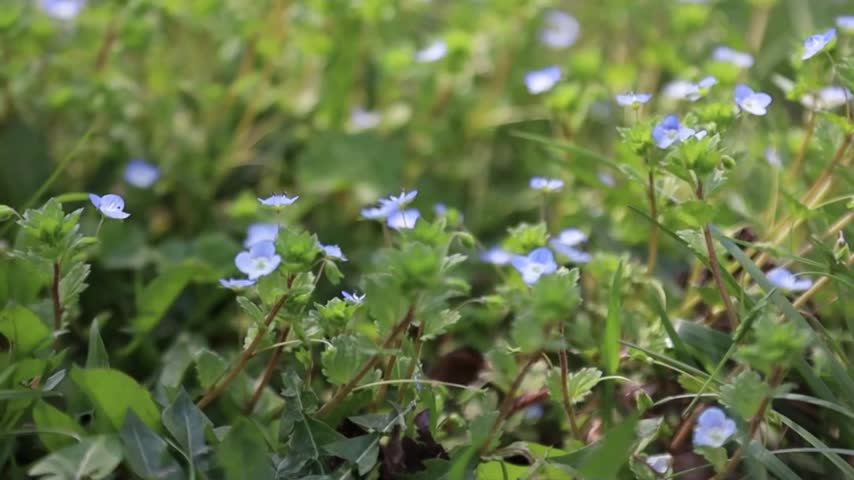 Close-up of small blue flowers swaying gently in a green field with soft natural light and shallow depth of field. Peaceful nature scene.