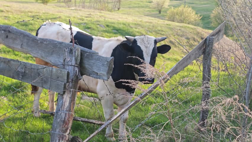 A curious black and white cow with small horns stands behind a rustic wooden fence with barbed wire in a lush green pasture on a sunny day, turning its head and scratching against the weathered wood,