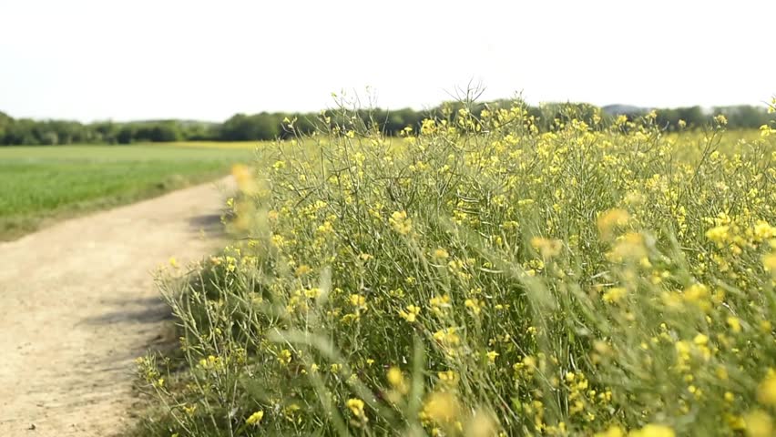 Flowering yellow mustard plants swaying in the wind by a dirt road. Agricultural field with green vegetation and trees in the distance.